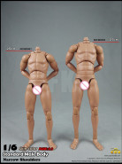 1/6 Scale Standard Male high Body 2.0 narrow Shoulders